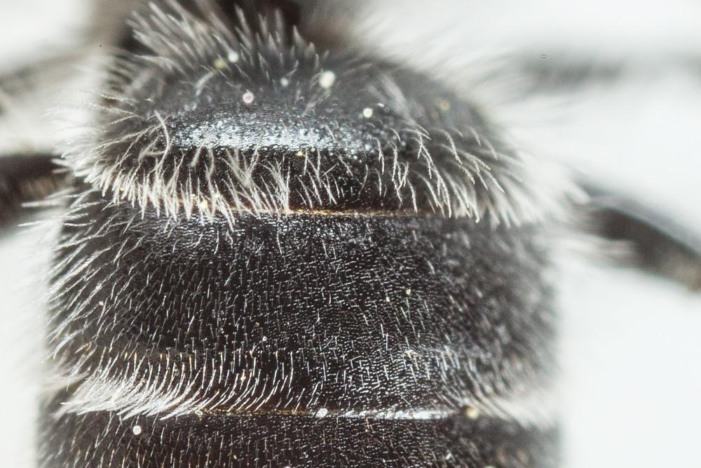 Andrena ovata