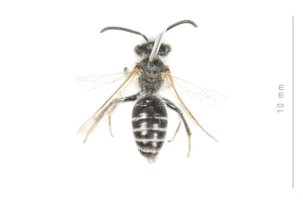 Andrena ovatula (Kirby, 1802)