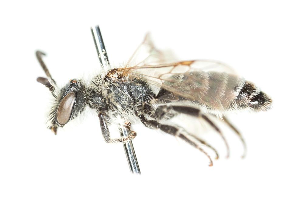 Andrena ovatula (Kirby, 1802)