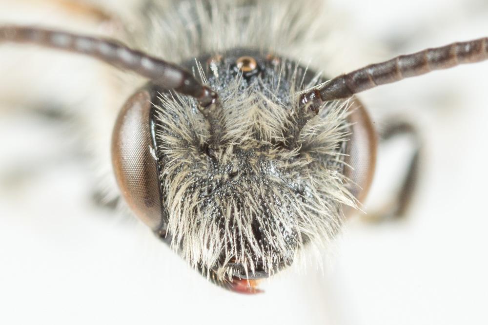 Andrena ovatula (Kirby, 1802)