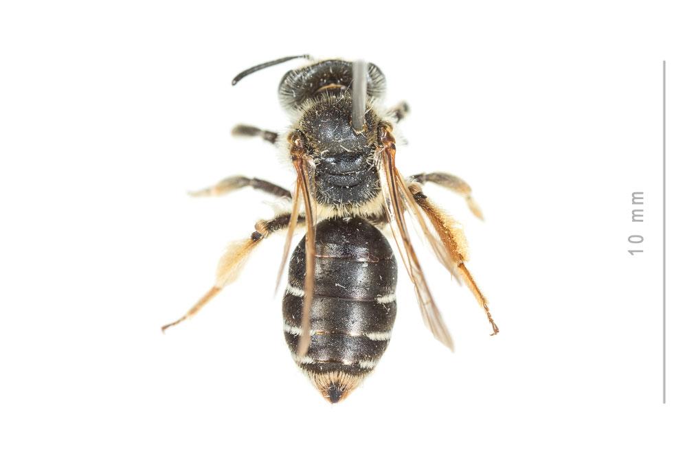 Andrena ovatula (Kirby, 1802)