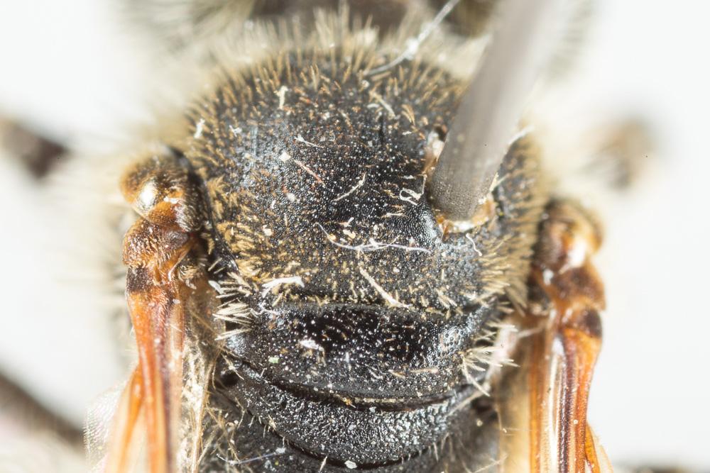 Andrena ovatula (Kirby, 1802)