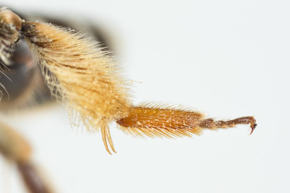 Andrena ovatula (Kirby, 1802)