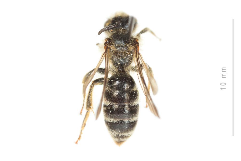  Andrena pandellei Pérez, 1895