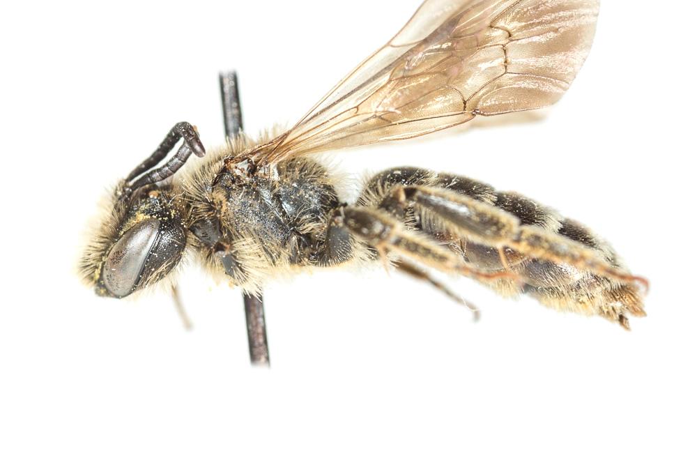  Andrena pandellei Pérez, 1895