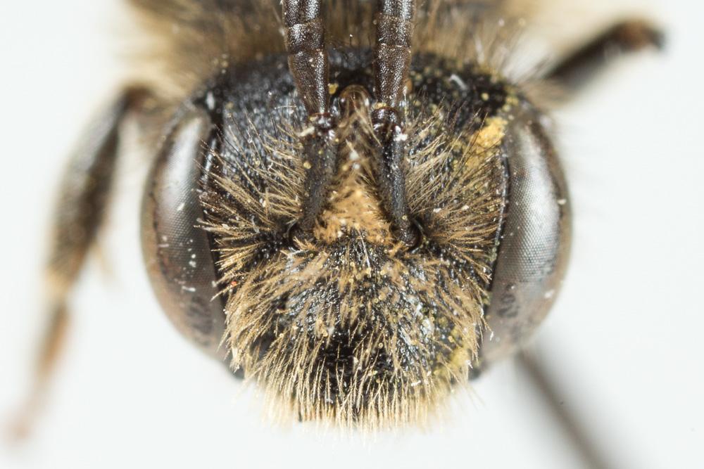 Andrena pandellei Pérez, 1895