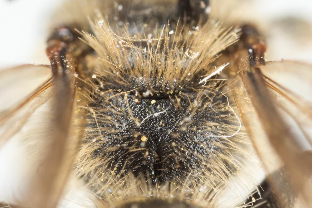Andrena pandellei Pérez, 1895