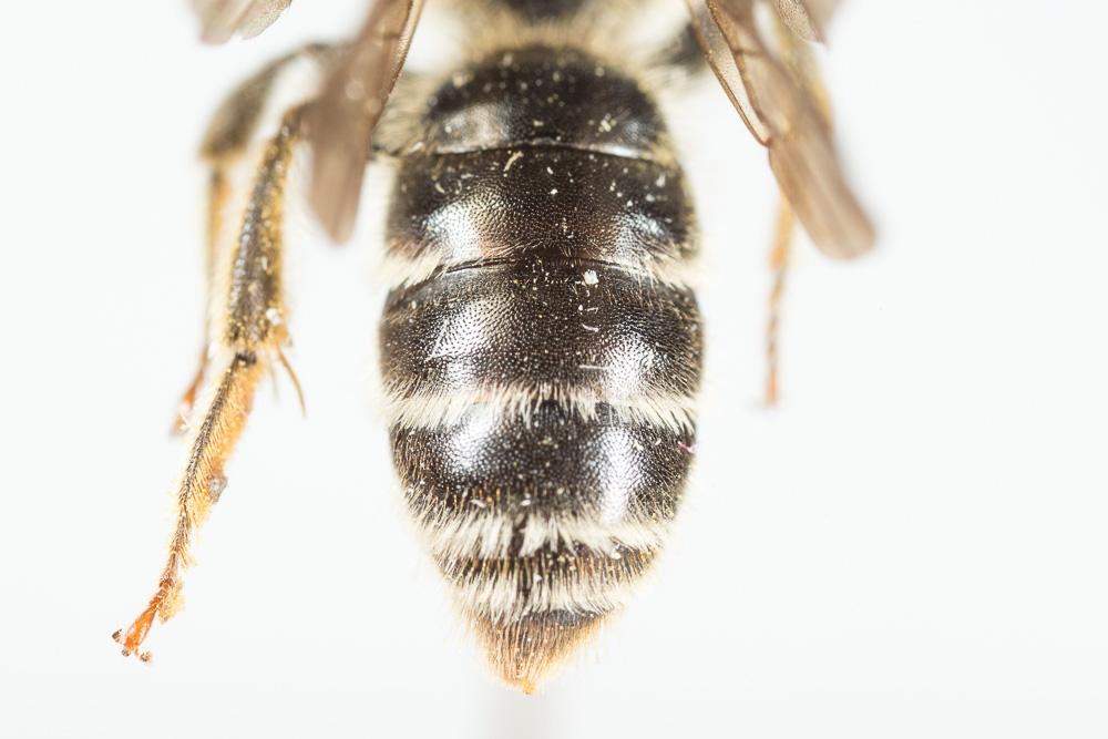  Andrena pandellei Pérez, 1895