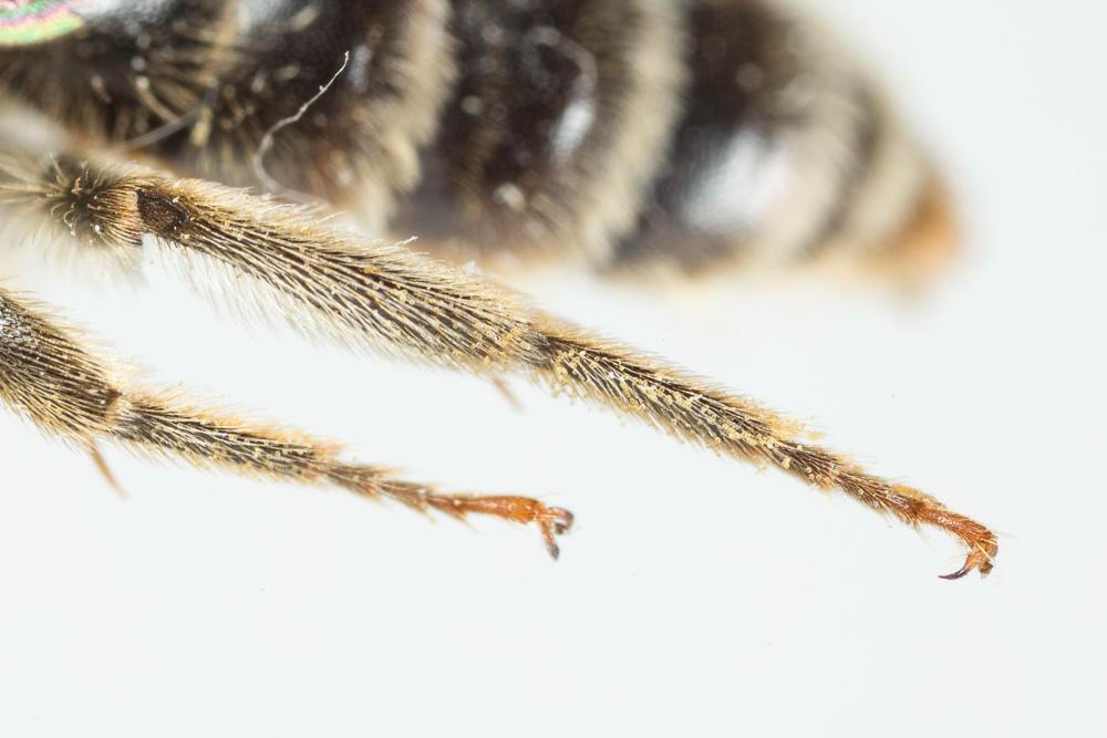  Andrena pandellei Pérez, 1895