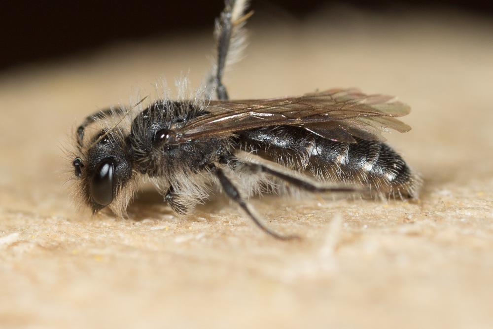  Andrena panurgina De Stefani, 1889