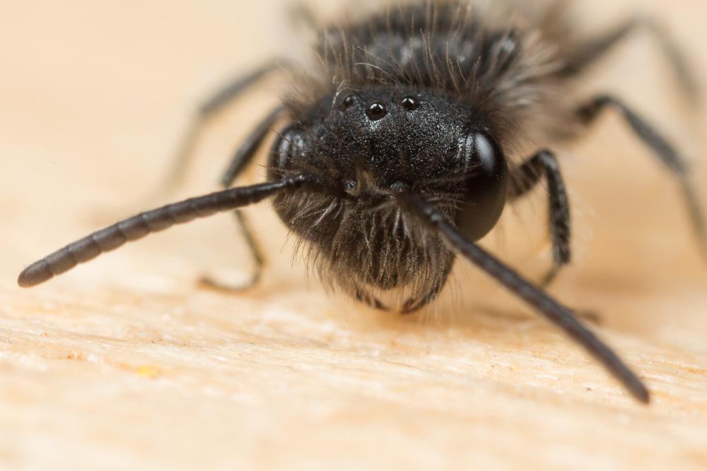  Andrena panurgina De Stefani, 1889