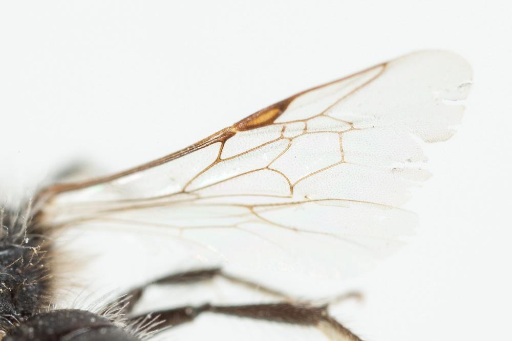  Andrena panurgina De Stefani, 1889