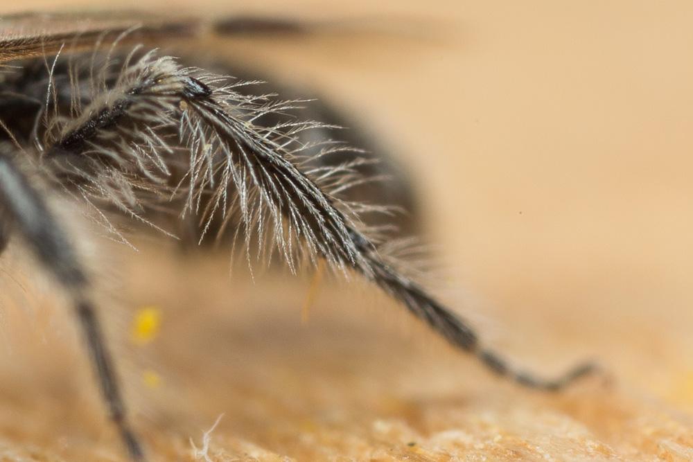 Andrena panurgina De Stefani, 1889