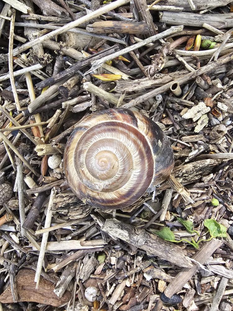 Escargot turc Helix lucorum Linnaeus, 1758