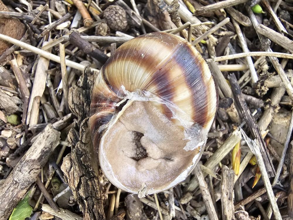 Escargot turc Helix lucorum Linnaeus, 1758