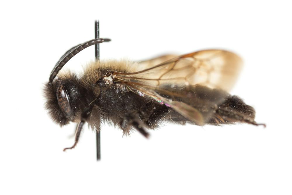 Andrena pilipes Fabricius, 1781