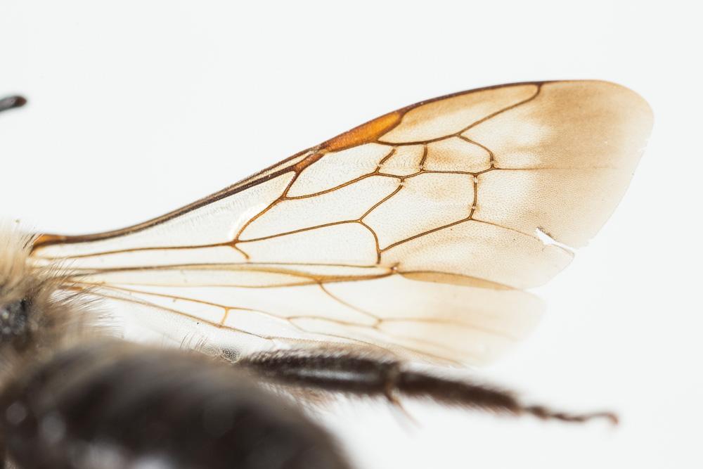 Andrena pilipes Fabricius, 1781