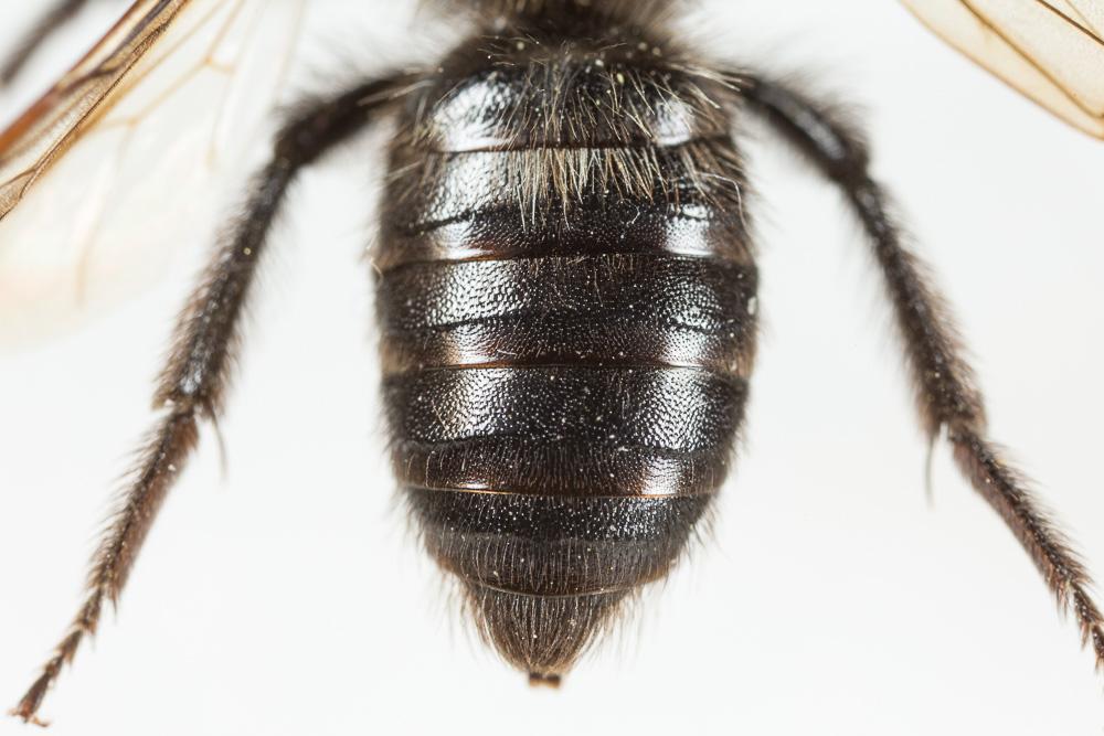  Andrena pilipes Fabricius, 1781