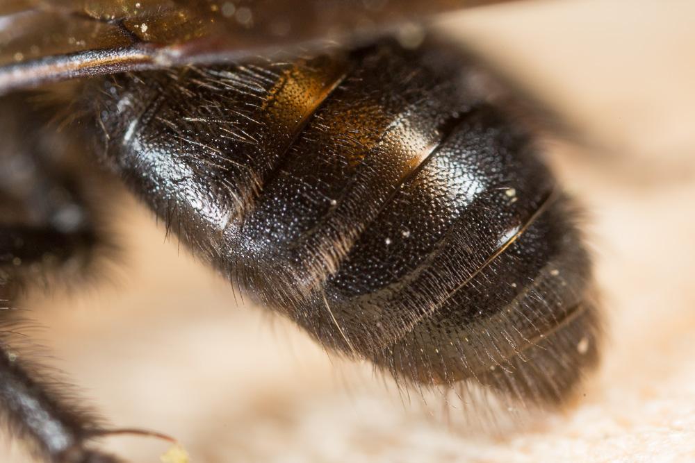 Andrena pilipes Fabricius, 1781