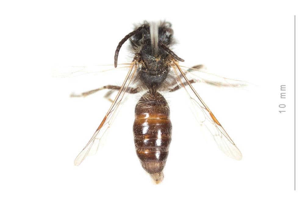 Andrena praecox (Scopoli, 1763)