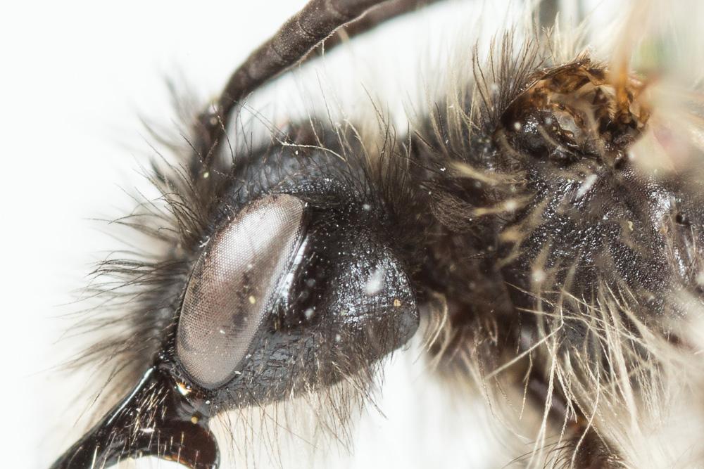 Andrena praecox (Scopoli, 1763)