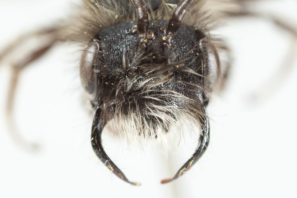  Andrena praecox (Scopoli, 1763)