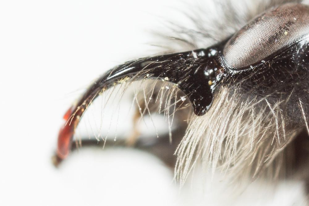 Andrena praecox (Scopoli, 1763)