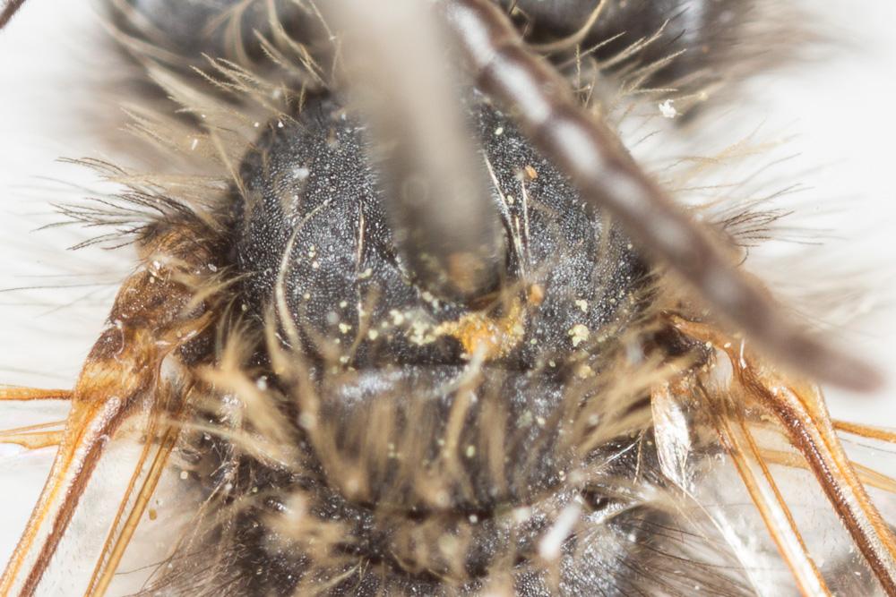 Andrena praecox (Scopoli, 1763)