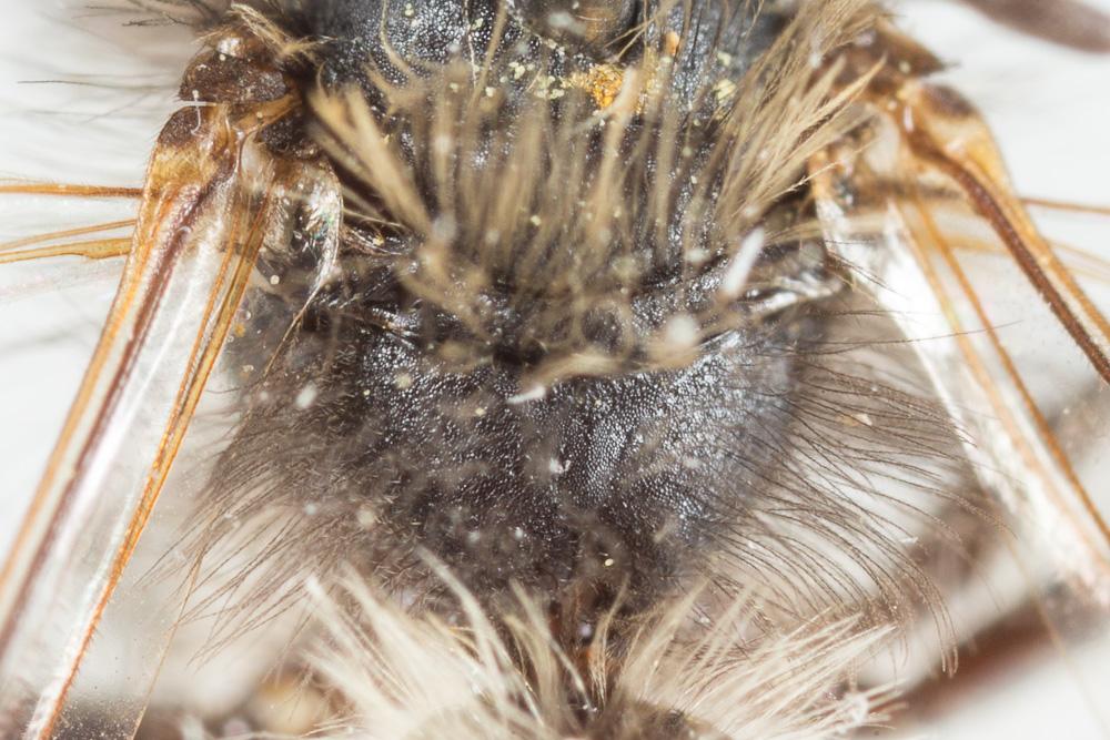 Andrena praecox (Scopoli, 1763)