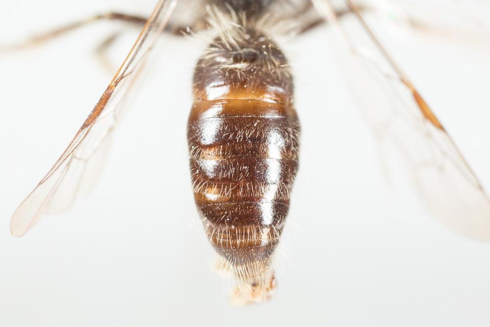 Andrena praecox (Scopoli, 1763)