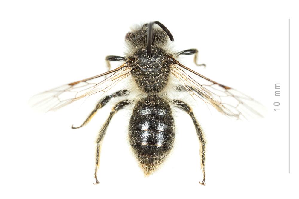 Andrena rhenana Stoeckhert, 1930