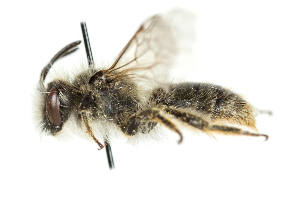 Andrena rhenana Stoeckhert, 1930