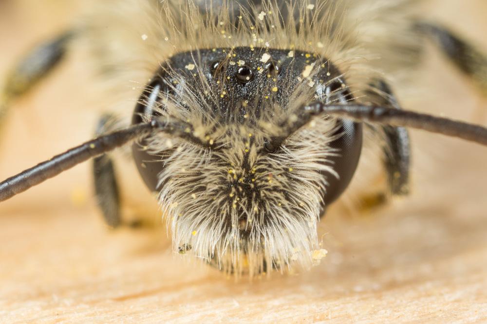  Andrena rhenana Stoeckhert, 1930