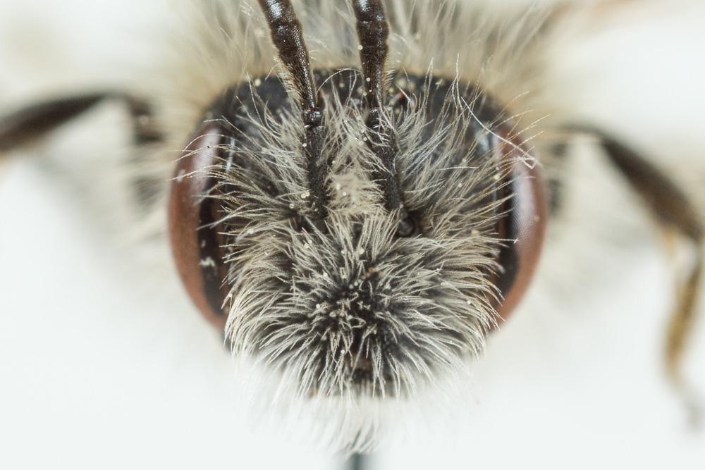Andrena rhenana Stoeckhert, 1930