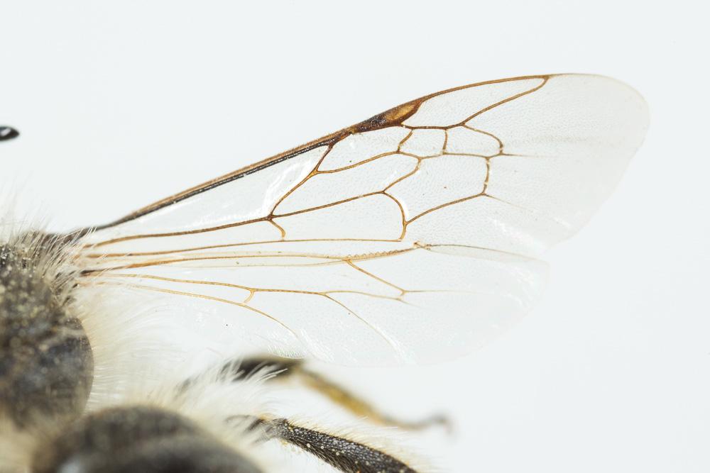 Andrena rhenana Stoeckhert, 1930