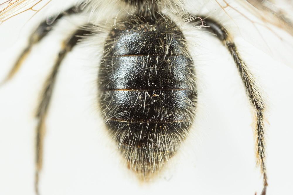 Andrena rhenana Stoeckhert, 1930