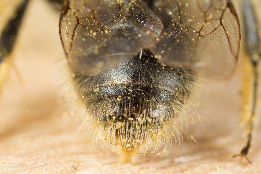 Andrena rhenana Stoeckhert, 1930