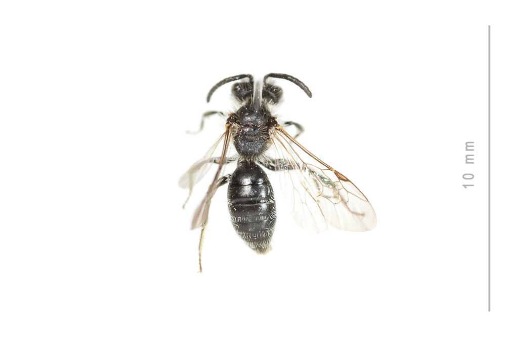 Andrena semilaevis Pérez, 1903