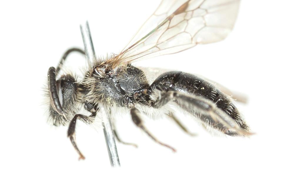 Andrena semilaevis Pérez, 1903