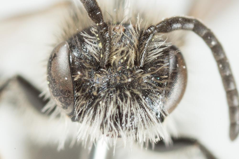  Andrena semilaevis Pérez, 1903