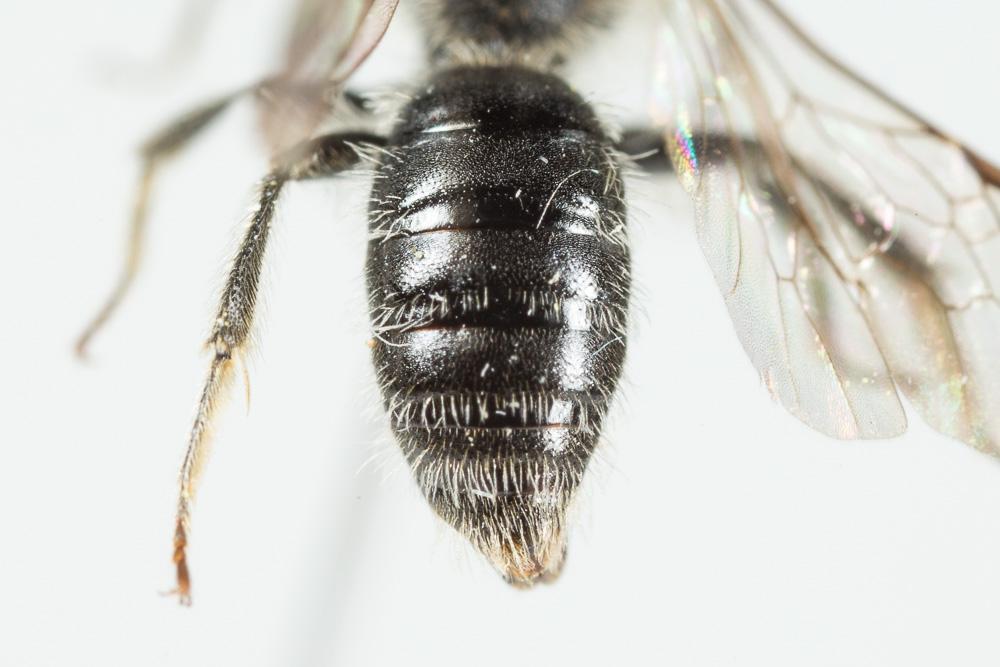 Andrena semilaevis Pérez, 1903