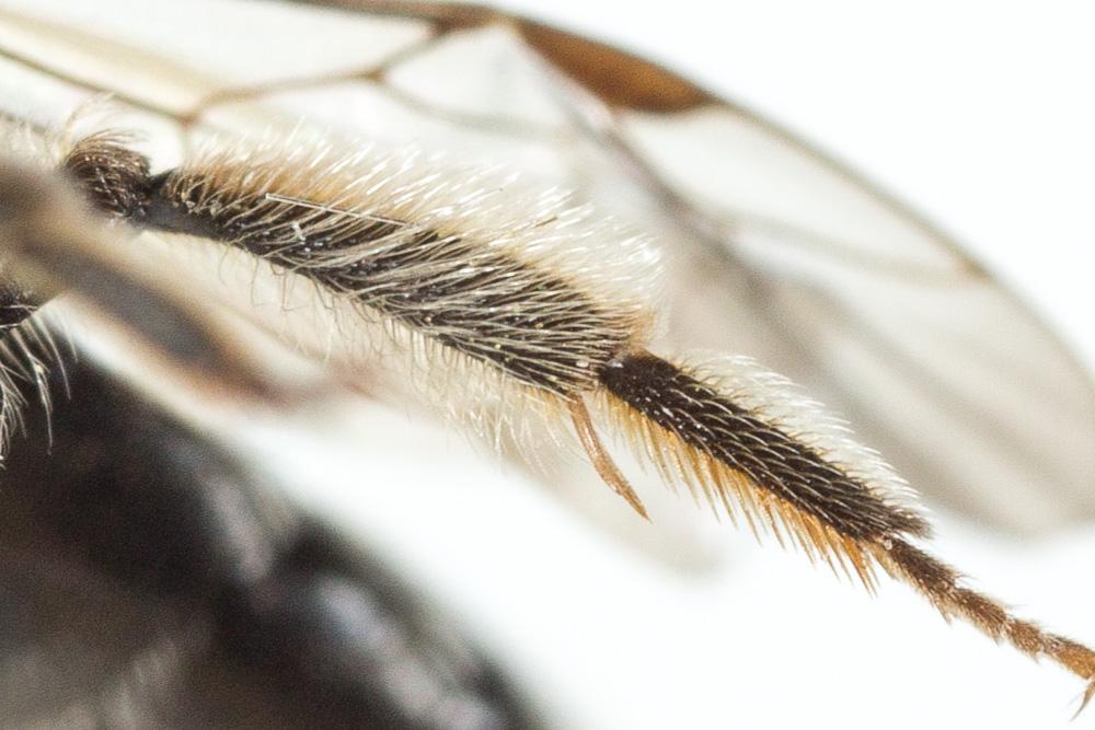 Andrena simontornyella Noskiewicz, 1939