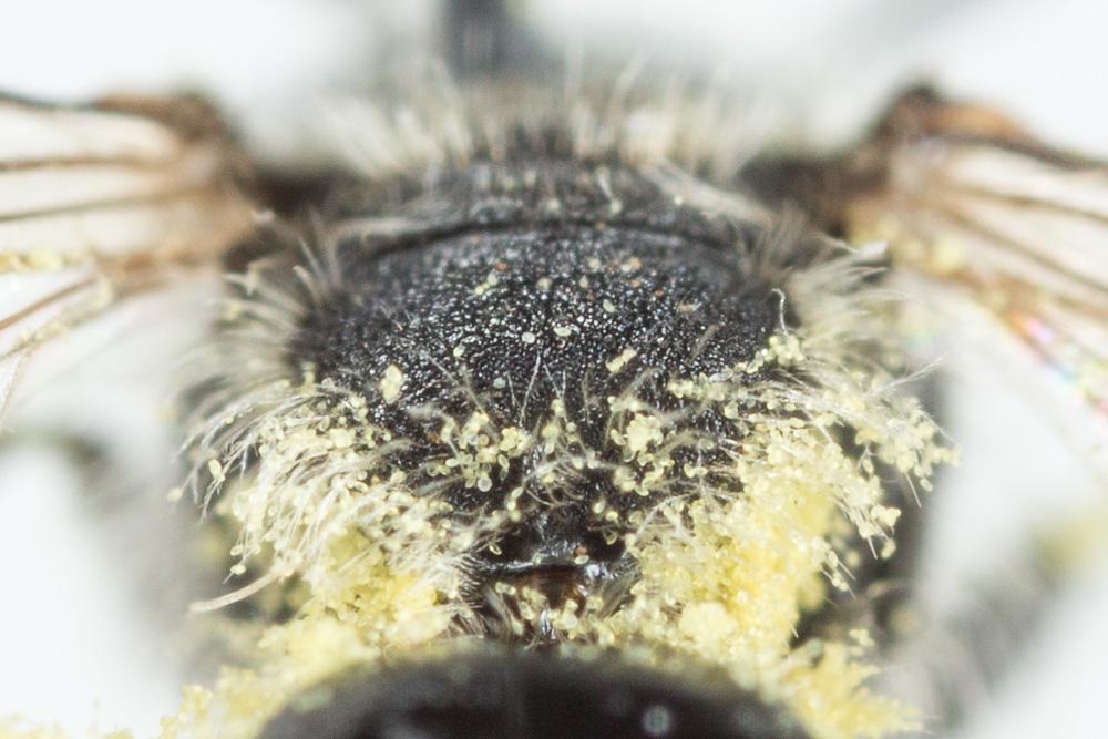 Andrena spreta Pérez, 1895