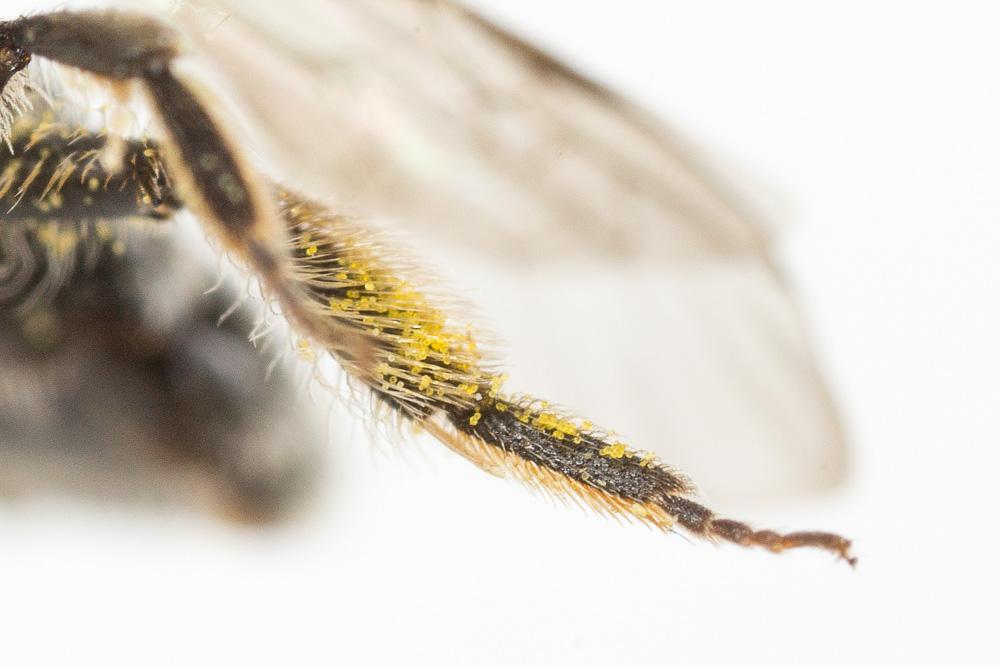  Andrena spreta Pérez, 1895