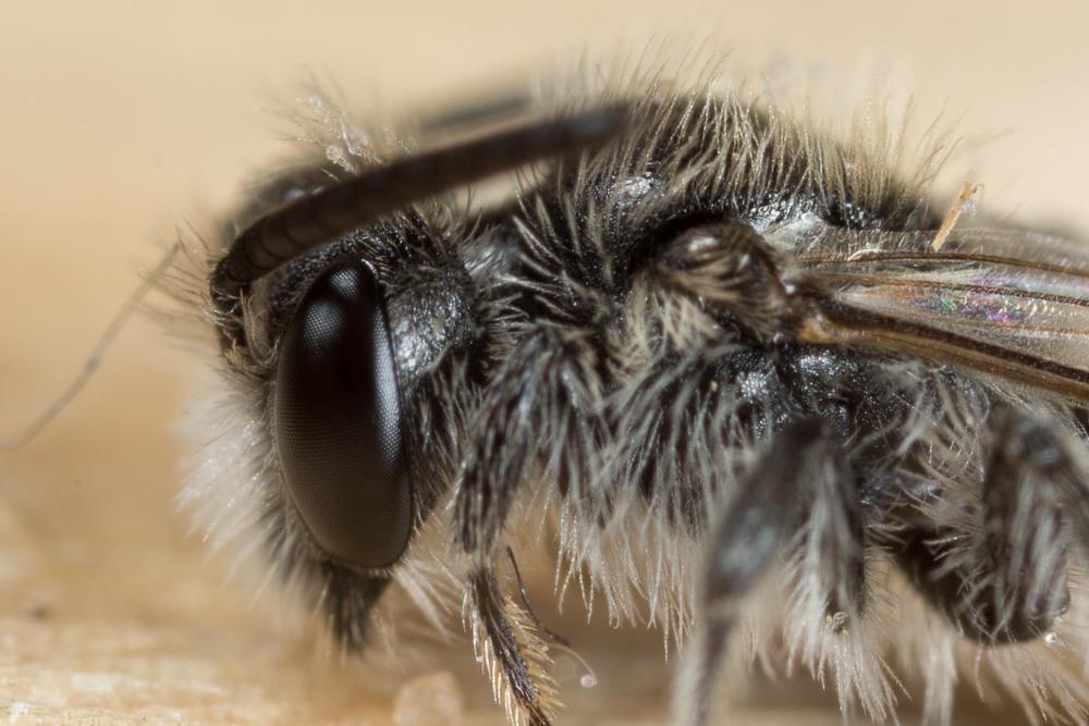  Andrena spreta Pérez, 1895