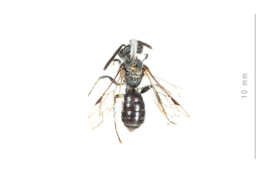 Andrena subopaca Nylander, 1848