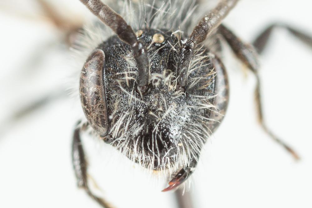  Andrena subopaca Nylander, 1848