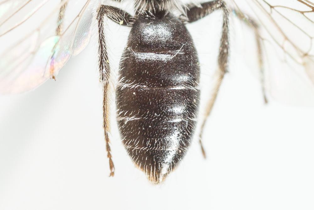 Andrena tenuistriata Pérez, 1895