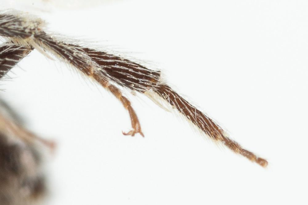  Andrena tenuistriata Pérez, 1895
