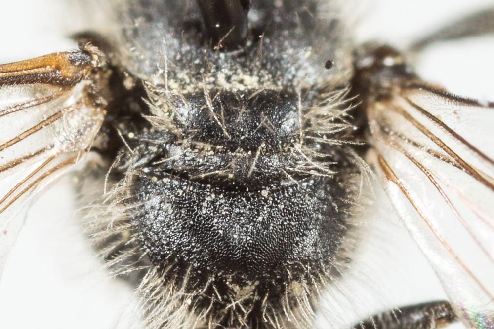 Andrena tenuistriata Pérez, 1895